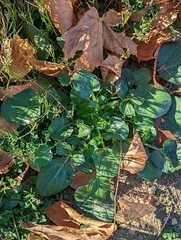 Barbarea vulgaris