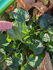 Barbarea vulgaris