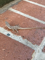 Anolis sagrei