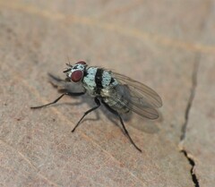 Anthomyia silvestris