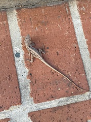 Anolis sagrei