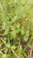 Miconia crenata