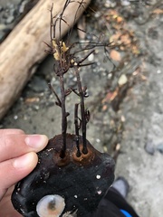 Desmarestia aculeata