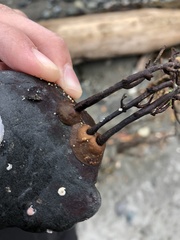 Desmarestia aculeata