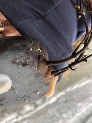 Desmarestia aculeata