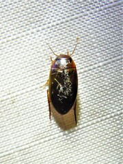 Copelatus chevrolati