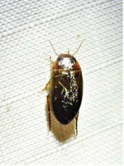 Copelatus chevrolati