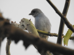 Thraupis glaucocolpa
