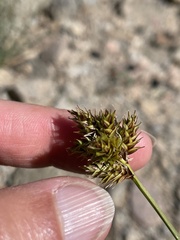 Carex straminiformis