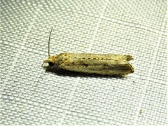 Bactra