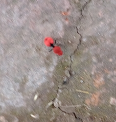 Dasymutilla erythrina