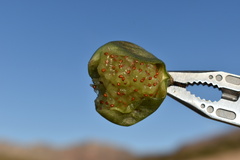 Coryphantha macromeris macromeris