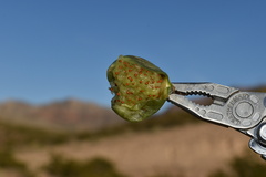 Coryphantha macromeris macromeris