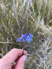 Thelymitra cyanea