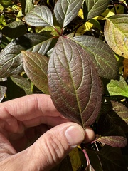 Hydrangea paniculata