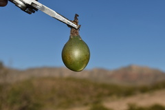 Coryphantha macromeris macromeris