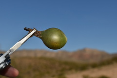 Coryphantha macromeris macromeris
