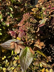 Hydrangea paniculata