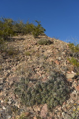Coryphantha macromeris macromeris