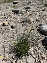 Carex straminiformis
