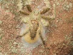 Araneae
