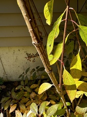 Hydrangea paniculata