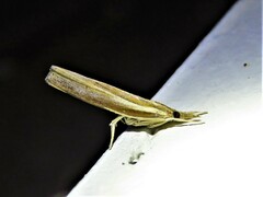 Fissicrambus profanellus