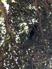 Eudynamys orientalis