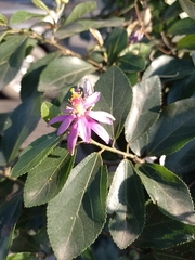 Grewia occidentalis