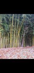 Bambusoideae