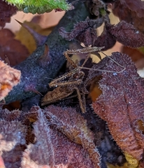 Reduviidae