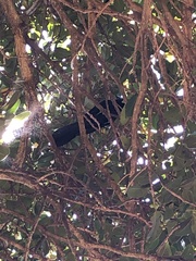 Eudynamys orientalis