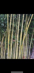 Bambusoideae