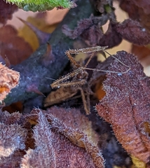 Reduviidae