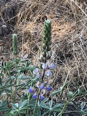 Lupinus formosus