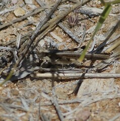 Pycnostictus seriatus