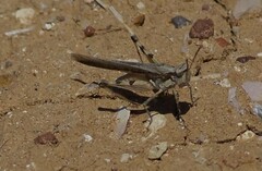 Pycnostictus seriatus