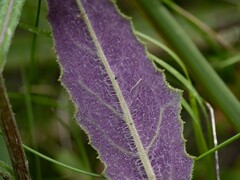 Senecio prenanthoides