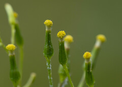 Senecio prenanthoides