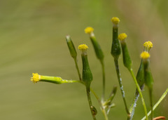 Senecio prenanthoides