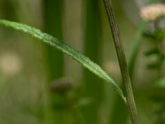 Senecio prenanthoides
