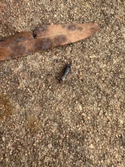 Euborellia annulipes