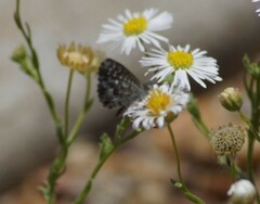 Theclinesthes serpentata