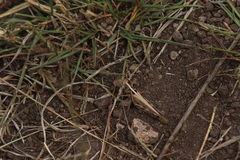 Rhammatocerus viatorius