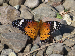Argynnis hyperbius hyperbius