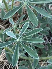 Lupinus formosus