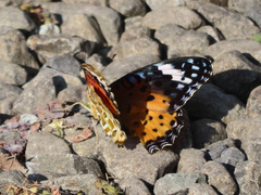 Argynnis hyperbius hyperbius