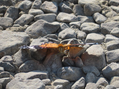 Argynnis hyperbius hyperbius