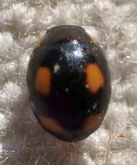 Hyperaspis quadrioculata