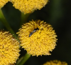 Spilomena